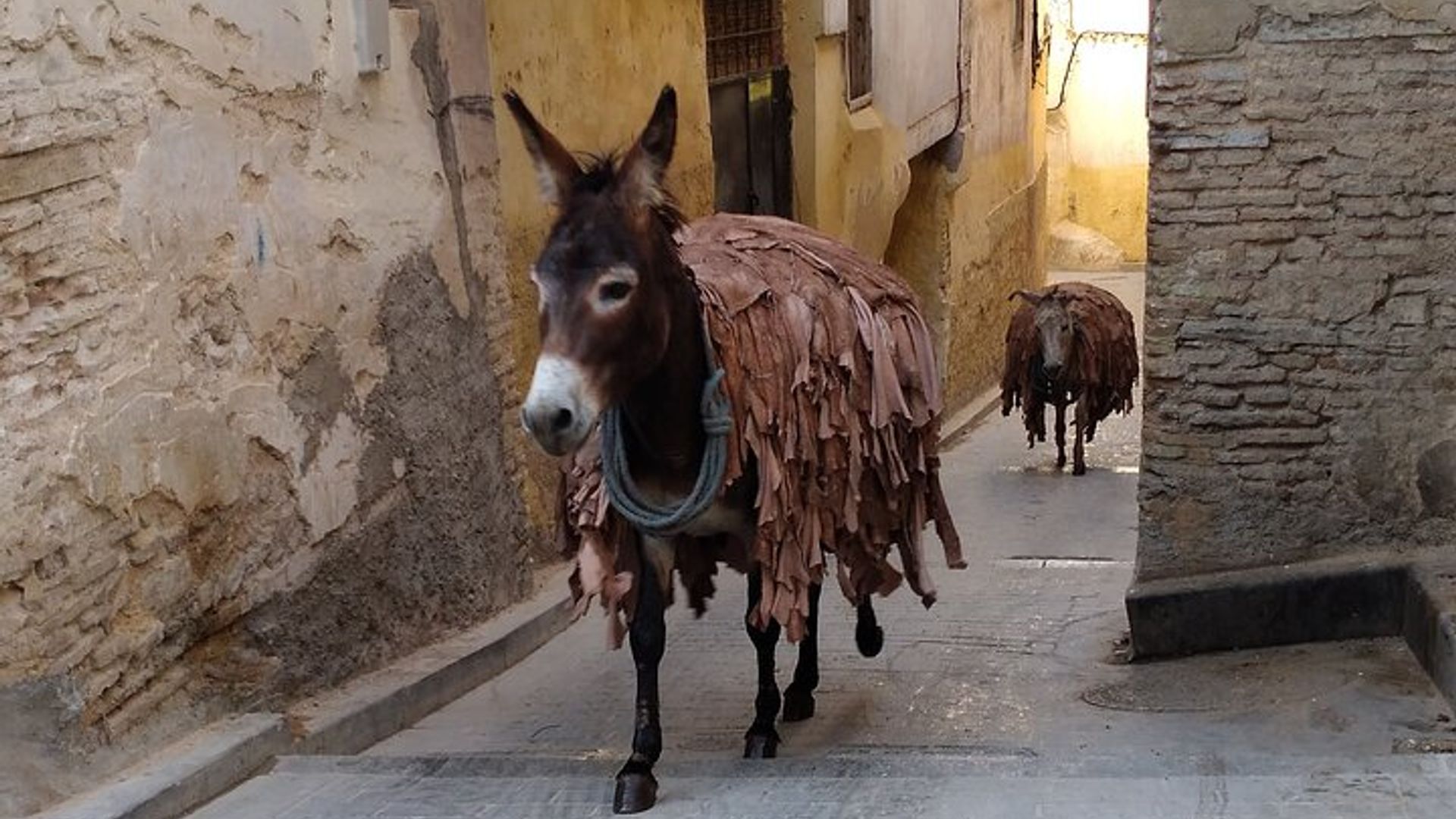 Tour Privado a Pé pela Medina de Fez com Guia Local