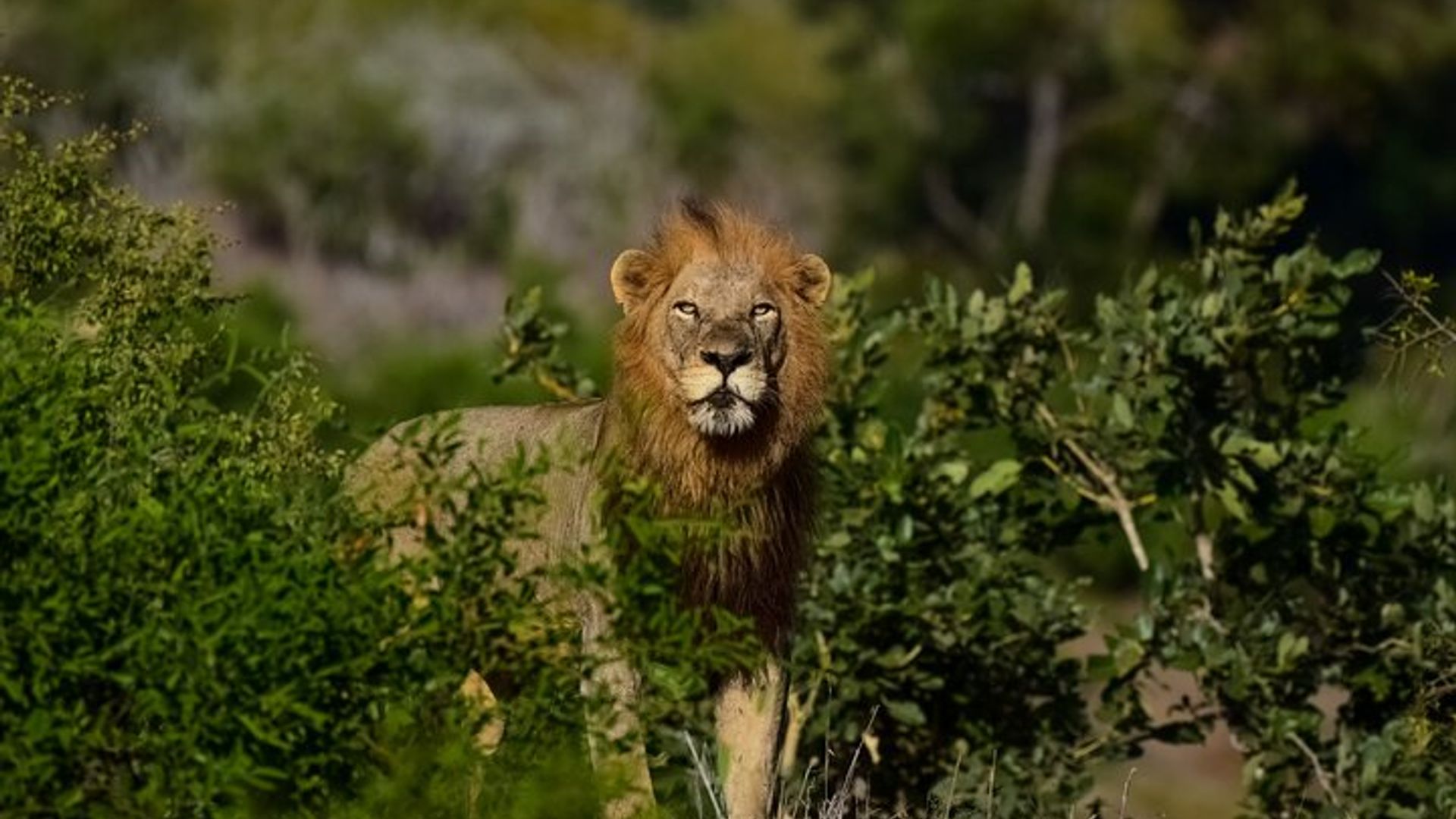 Safari de 3 jours dans le parc national Kruger au départ du Cap