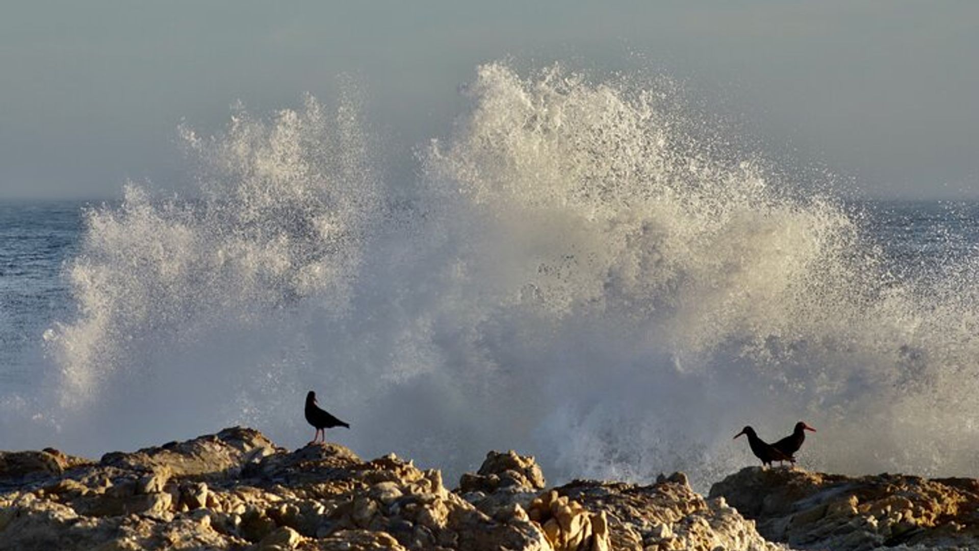 Hermanus Cliff Walk History Tour - a walk back in time