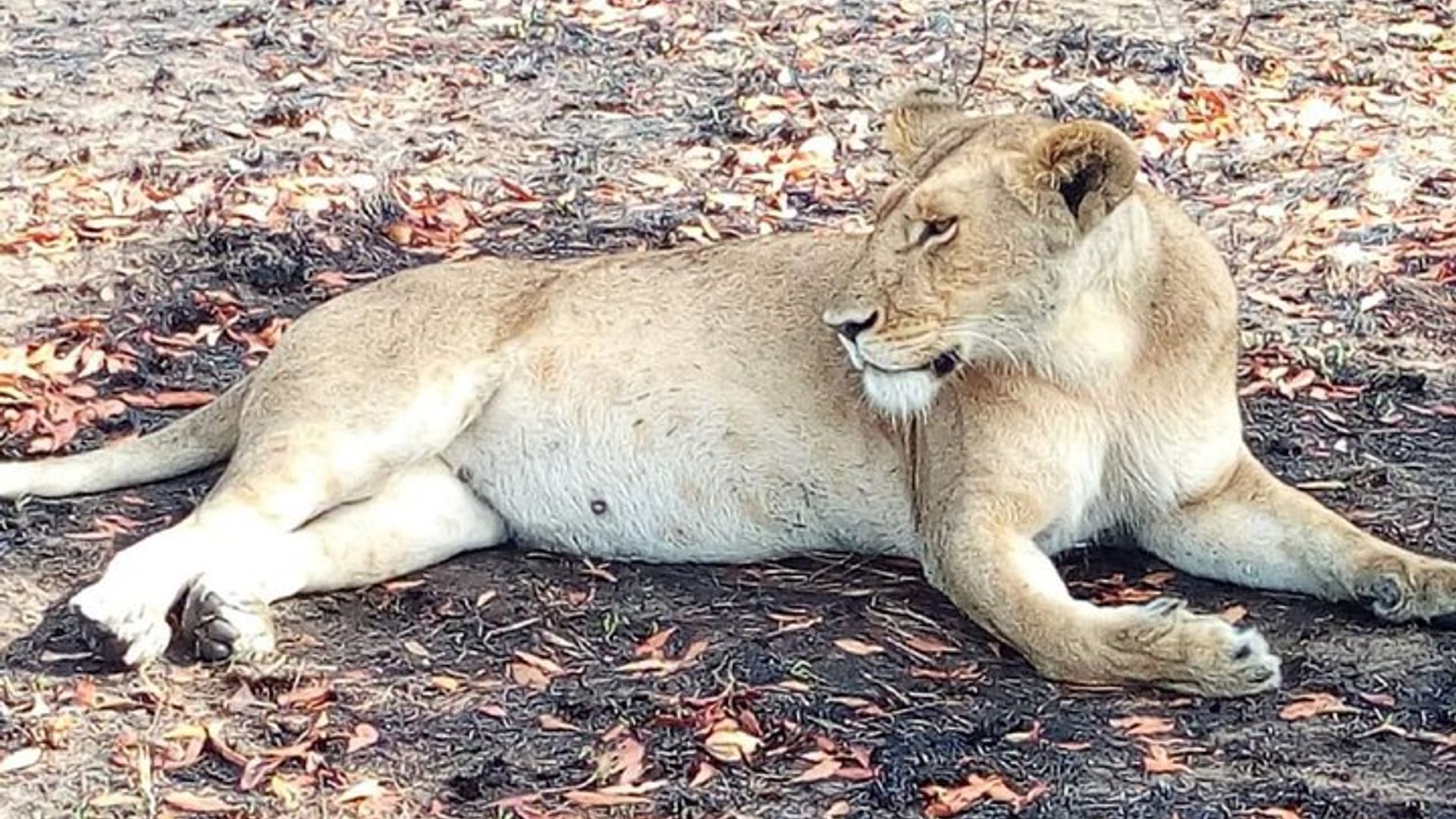 Nairobi orphanage half day tour