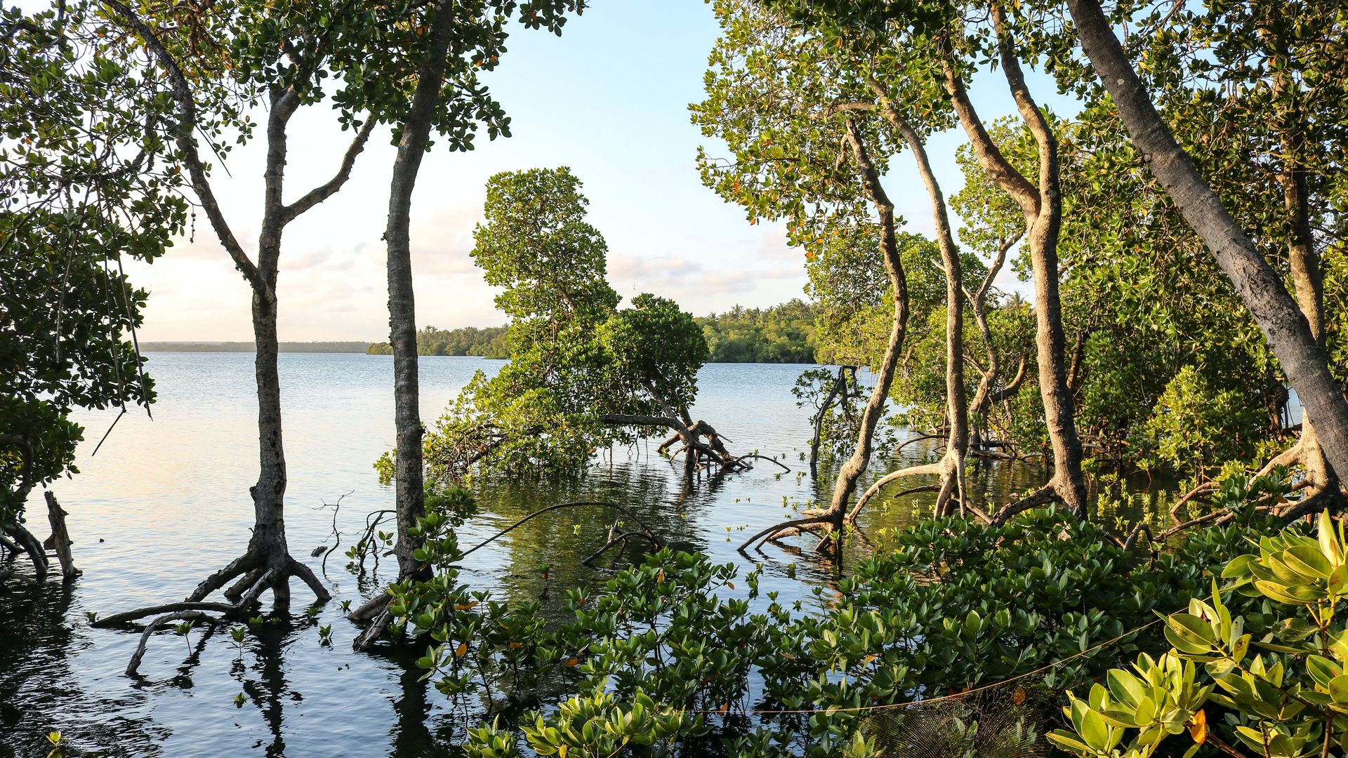 ล่องเรือ Mida Creek และดำน้ำตื้นที่อุทยานทางทะเล Watamu