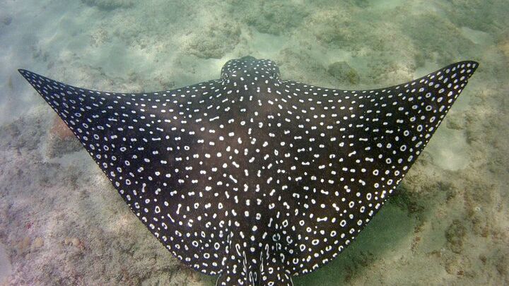 Fort Lauderdale Small-Group Snorkeling Tour