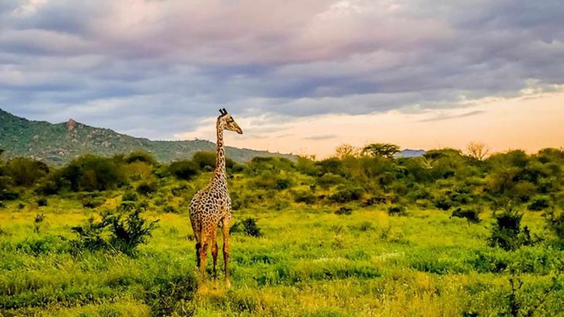 9 Days Amboseli - Tsavo - Diani Beach Safari (Cost Based on Minimum 2 persons)