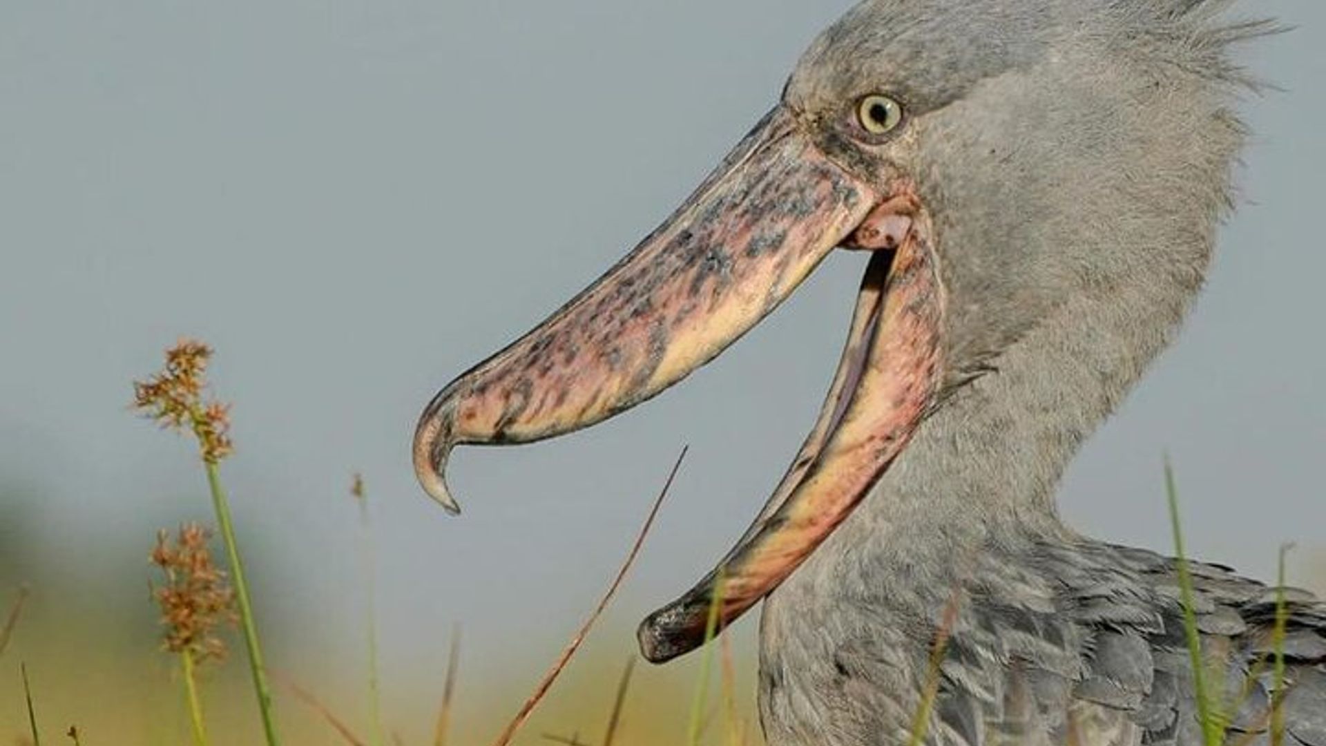 One Day Birding Mabamba Swamp