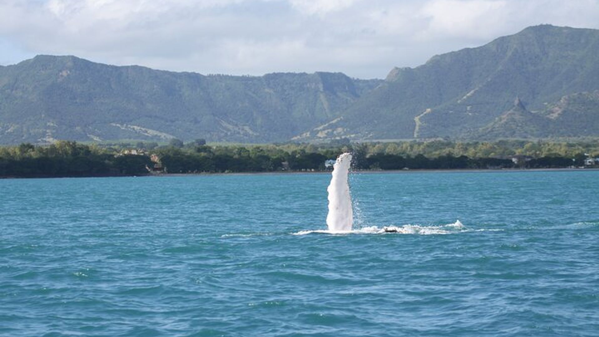 Dolphins and whale encounter on the West Coast of Mauritius