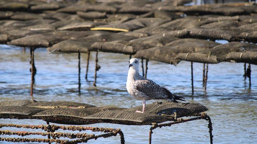Ria Formosa Natural Park Small-Group Boat Day Trip From Faro