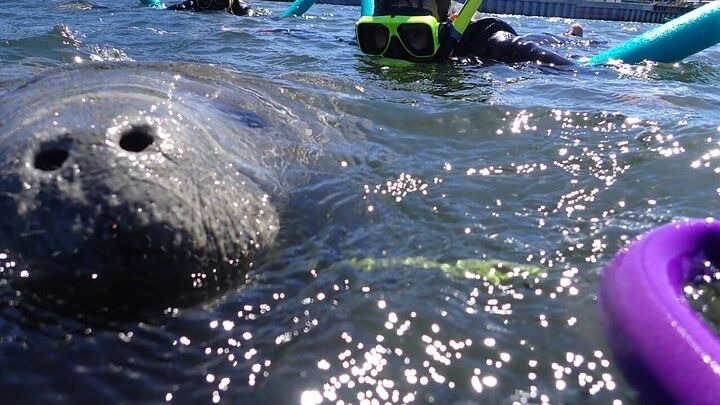 Crystal River Private Manatee Snorkeling Tour with Photos