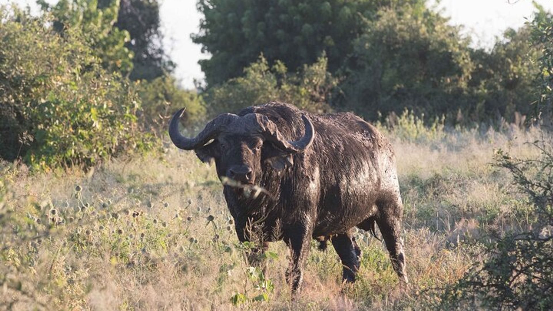 Full Day Guided Tour to Victoria Falls and Zambezi National Park