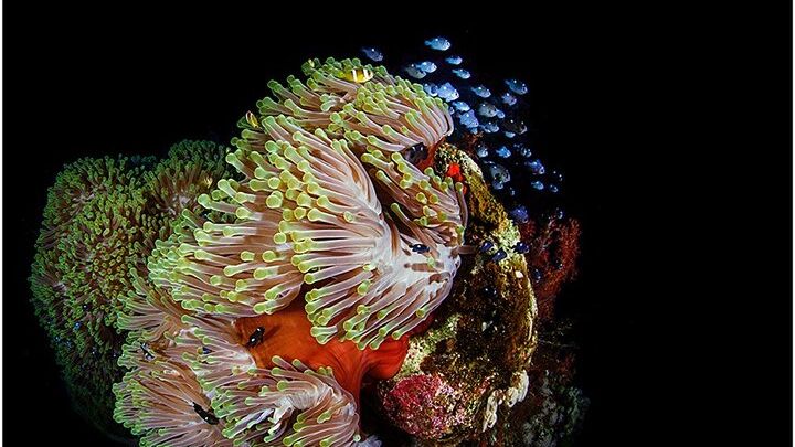 Sharm el Sheikh PADI Discover Scuba Diving Beginner Experience