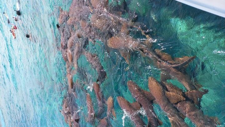 Snorkel HolChan Shark Ray Alley and Caye Caulker Manatee Spotting