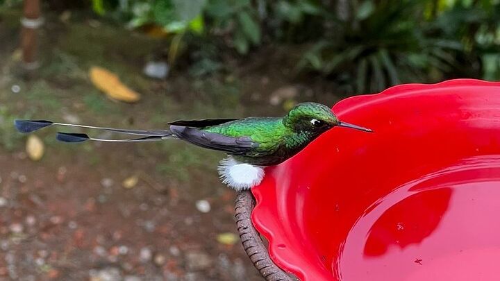 Easy Birdwatching in Cali Colombia (4 Hours)
