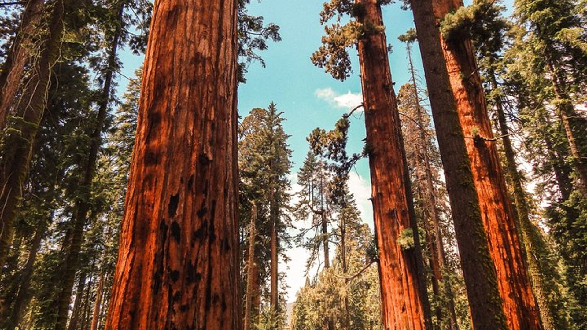 Yosemite National Park: 3-Day Camping Trip From San Francisco image 2