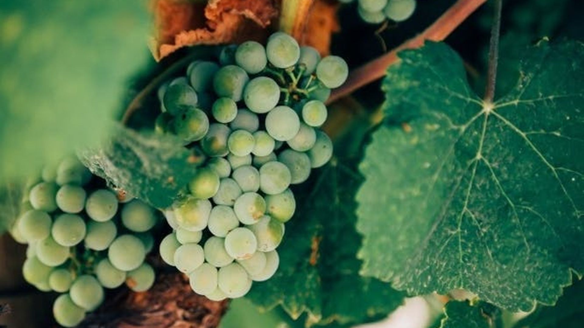 Valpolicella Wine Tasting: the "Three Classics"