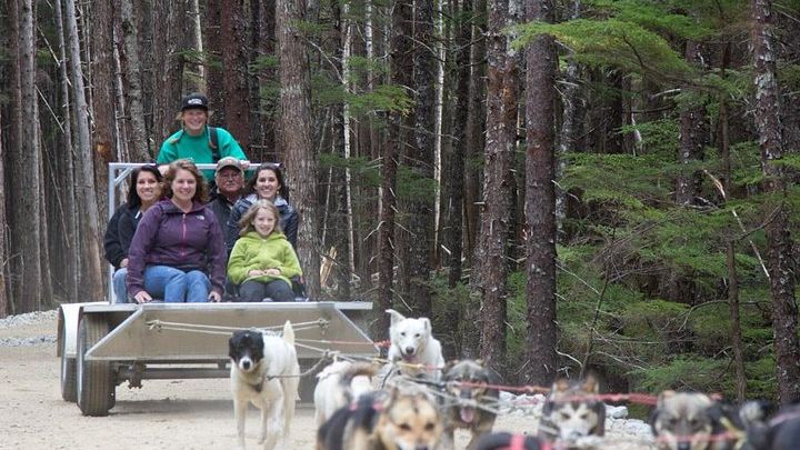 Skagway Sled Dog and Puppy Meet Experience