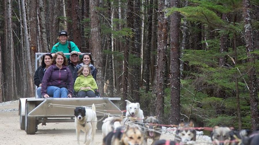Skagway Sled Dog and Puppy Meet Experience