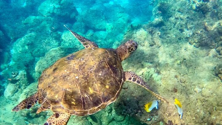 Maui Wailea Point Small-Group Snorkeling Tour for Beginners