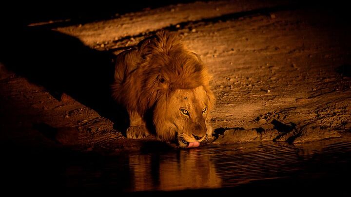 Evening Pilanesberg Night Safari Tour from Sun City