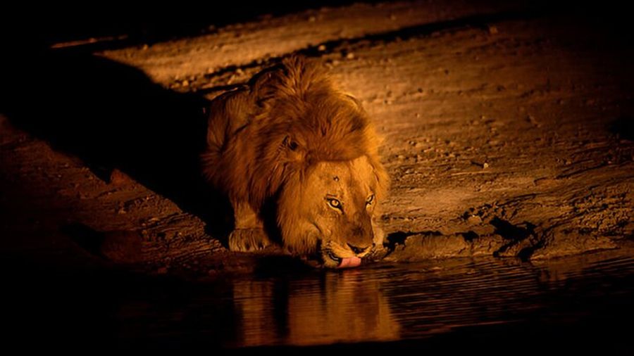 Evening Pilanesberg Night Safari Tour from Sun City