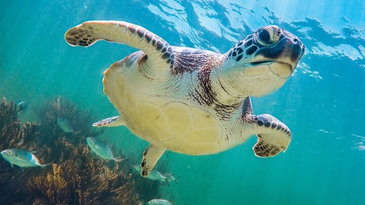 Tour to Tulum and cenote with swimming with turtles from Riviera Maya