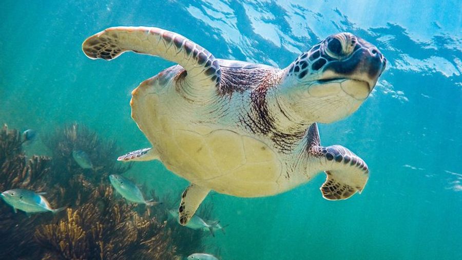 Tulum, Cenote and Swimming with Turtles in Akumal from Riviera Maya