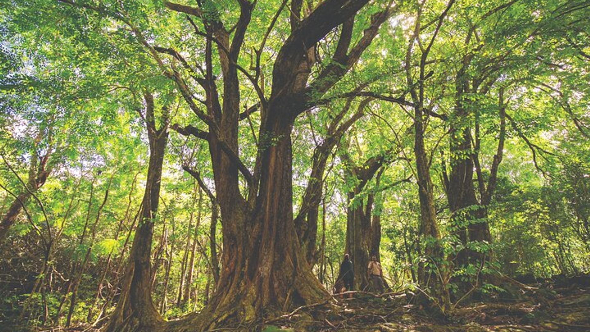 Bel Ombre 4X4 Safari Adventure