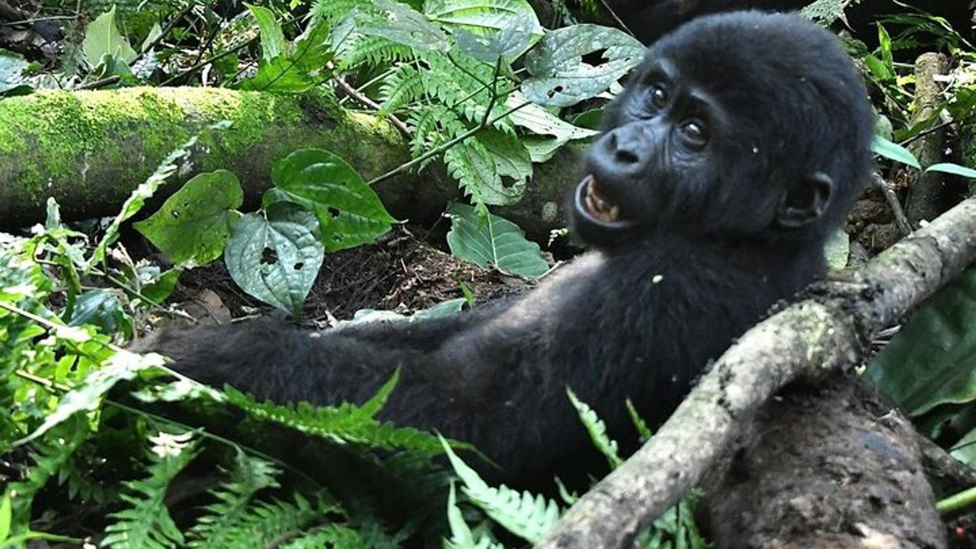 3 days Gorilla Trekking in Bwindi Inpenetrable national Park