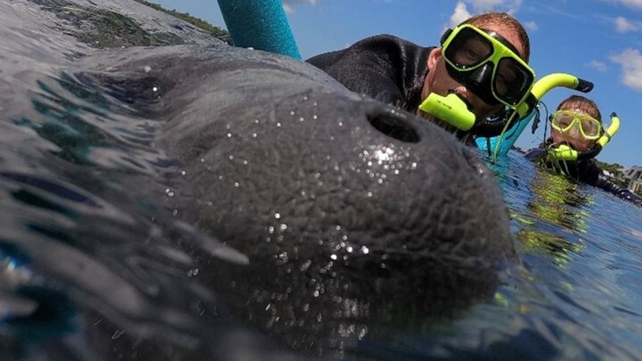 Crystal River Private Snorkel Tour with Photographer