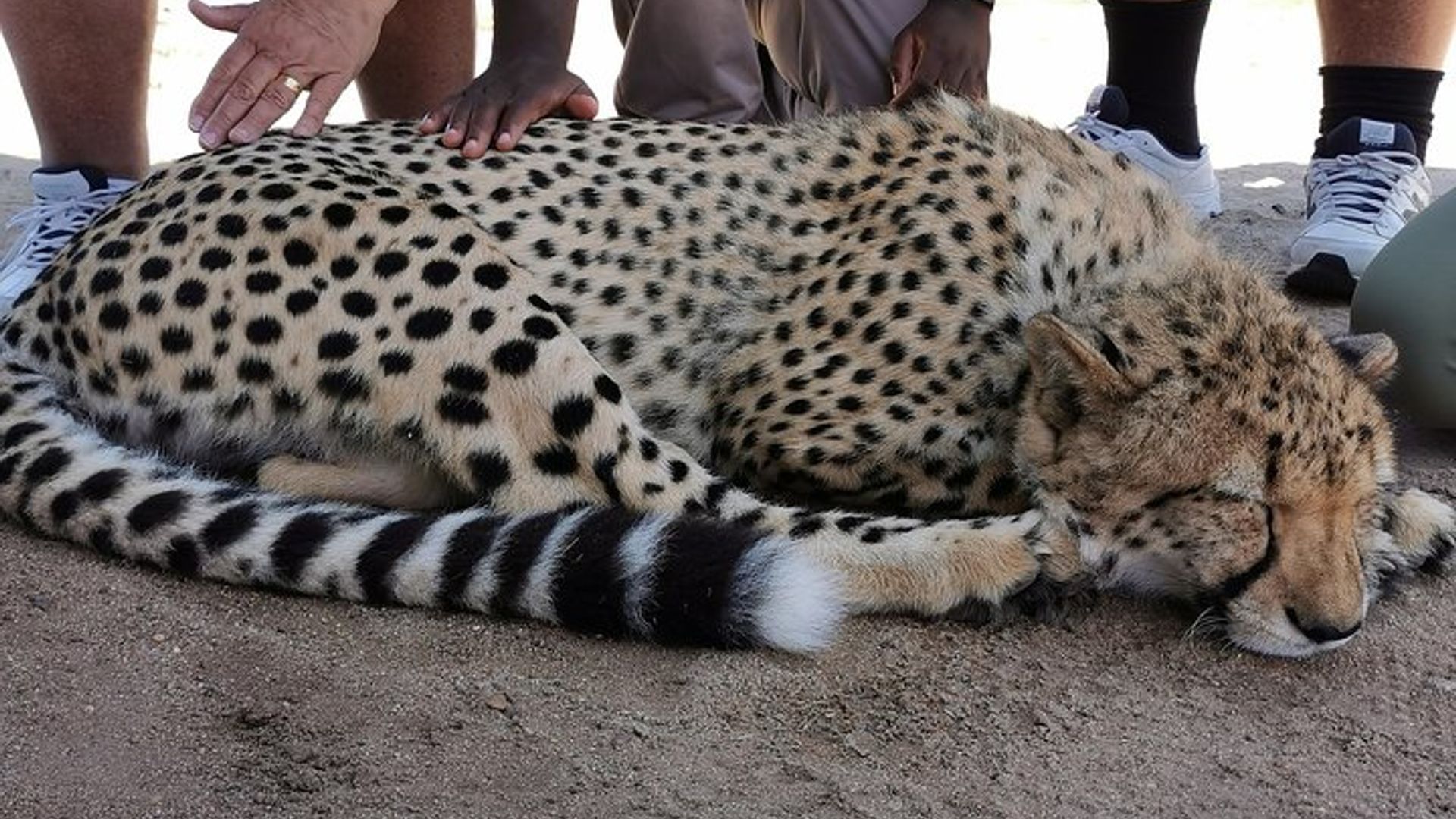 Cheetah Outreach, Gordon’s Bay, and Strand Beach Tour