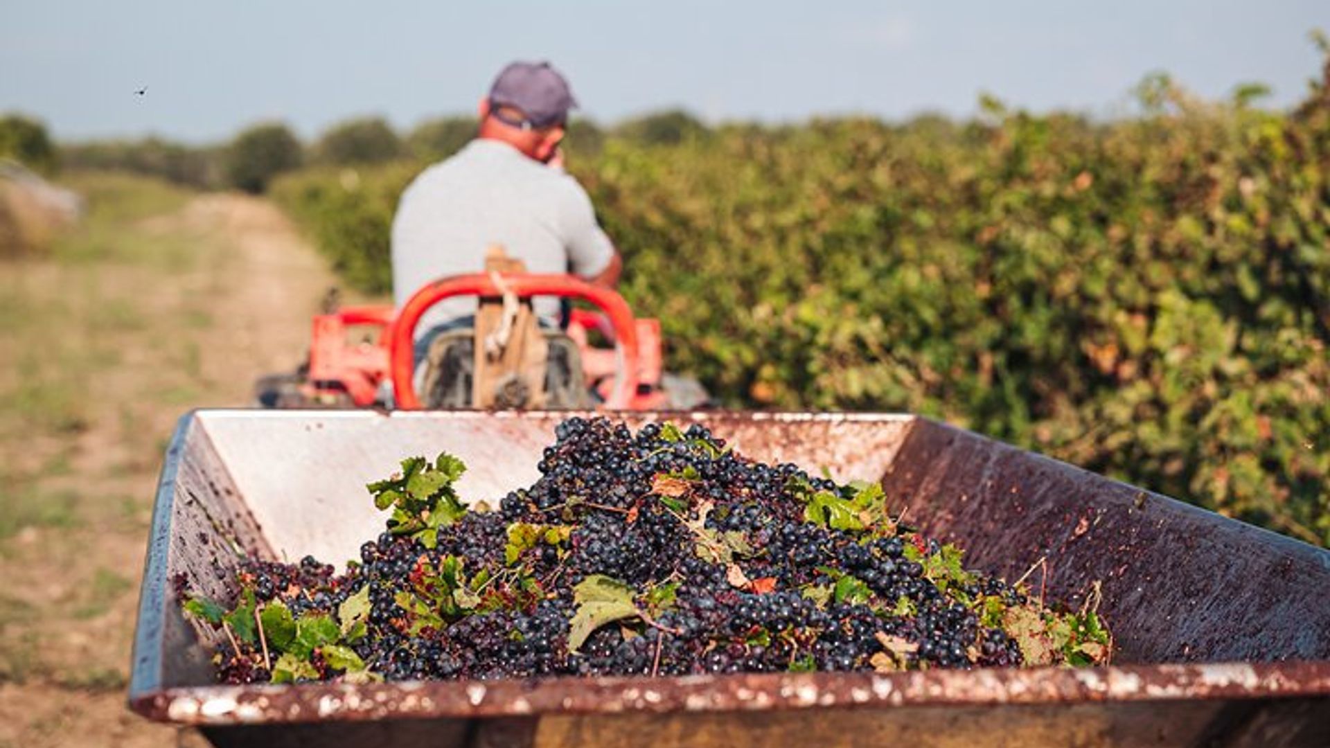 Albufeira Wine Tasting: Boutique Winery Tour & Historic Silves