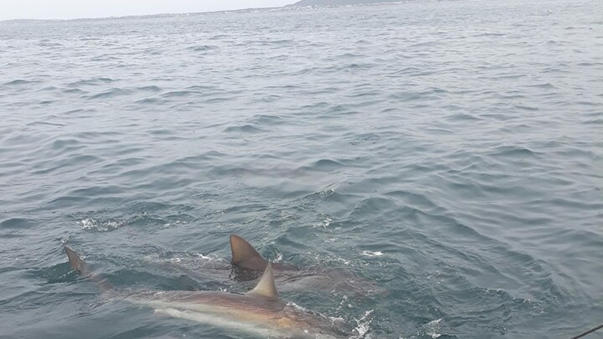 Plongée en cage de requin