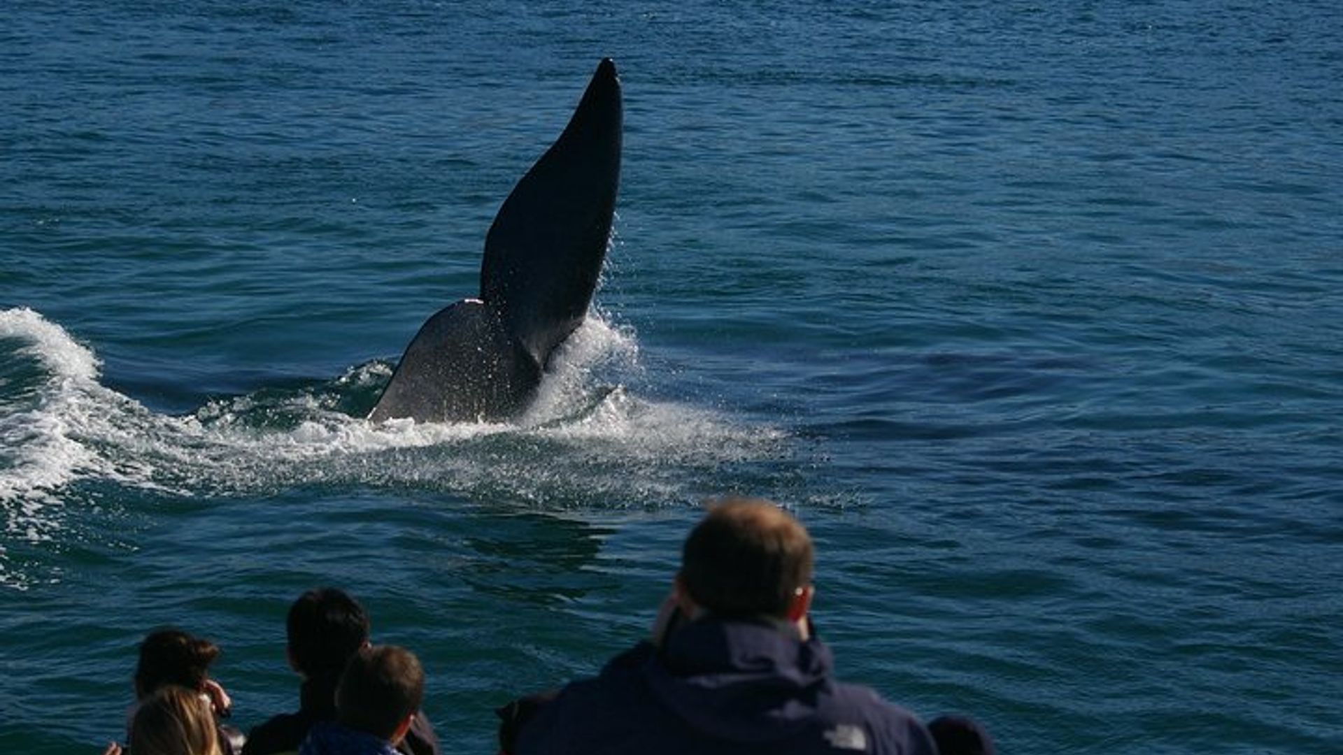 Hermanus Observation des baleines et vin: visite privée du Cap