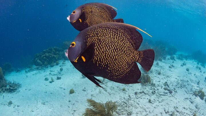 Bonaire National Marine Park Half-Day Snorkeling Experience