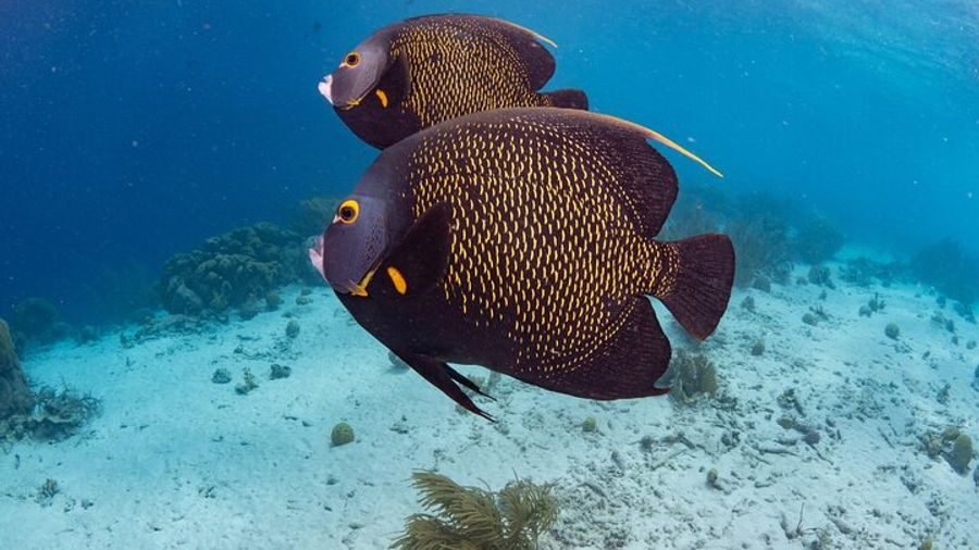 Bonaire National Marine Park Half-Day Snorkeling Experience