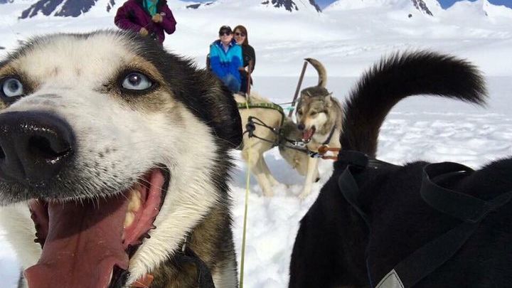 Alaska Helicopter and Dogsled Tour from Palmer