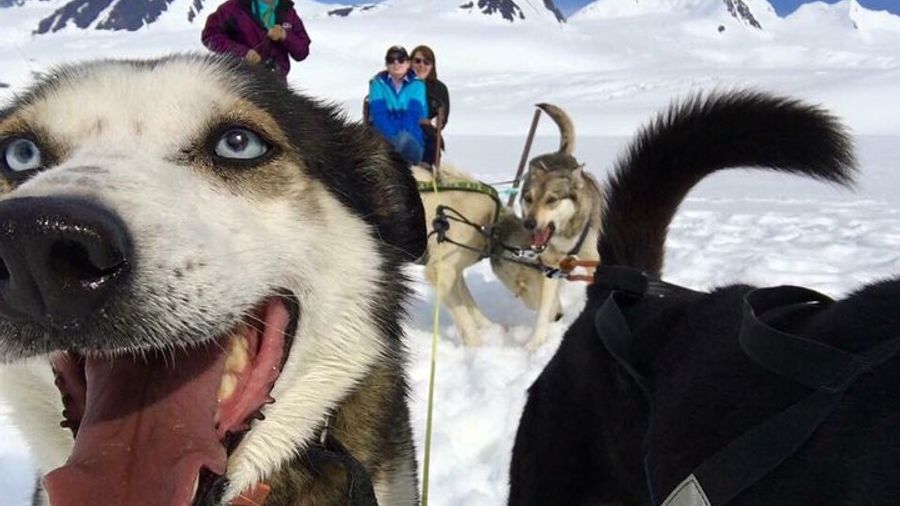 Alaska Helicopter and Dogsled Tour from Palmer