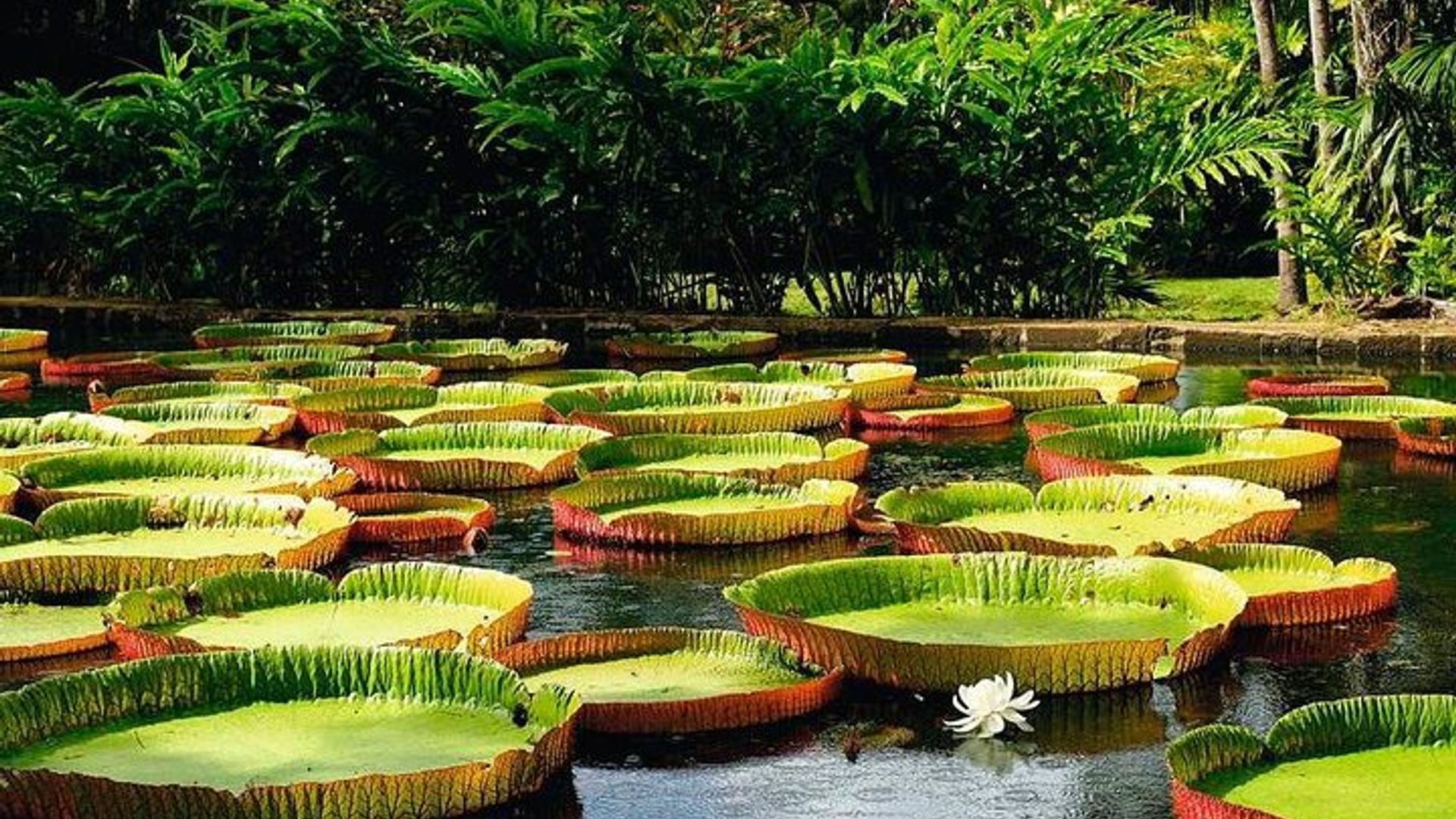 Mauritius Private North Island Tour