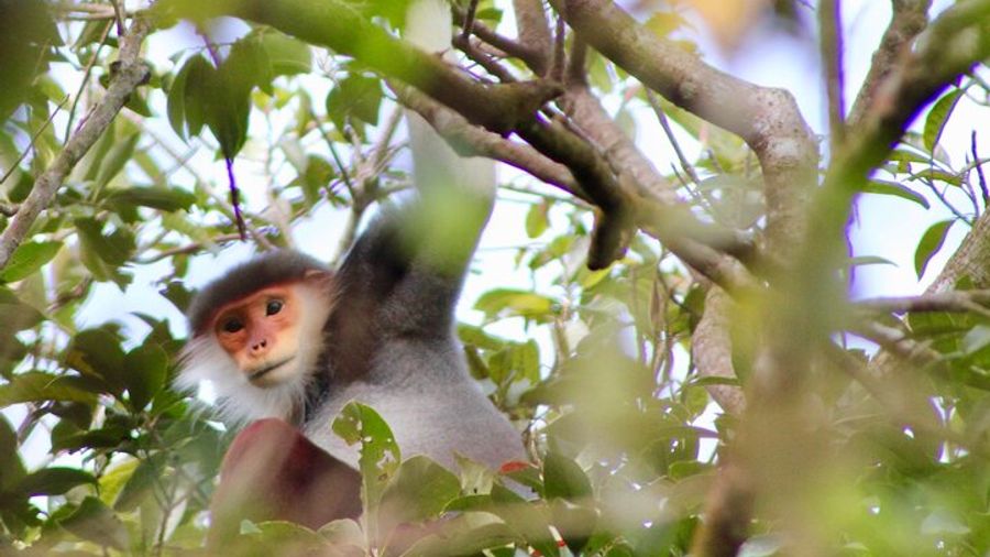 Marble and Monkey Mountains Private Tour From Da Nang
