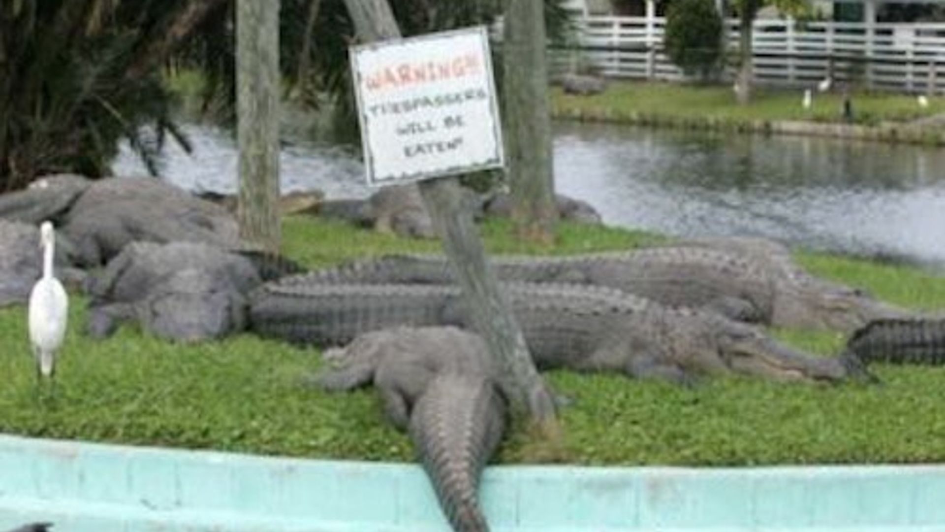 Gatorland Orlando: Billet coupe-file