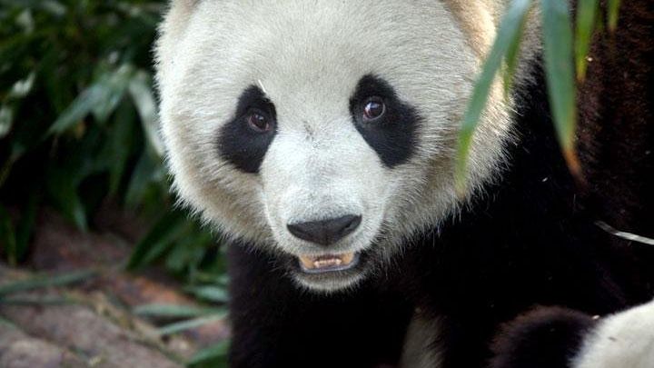 2-Day Private Chengdu Panda Tour