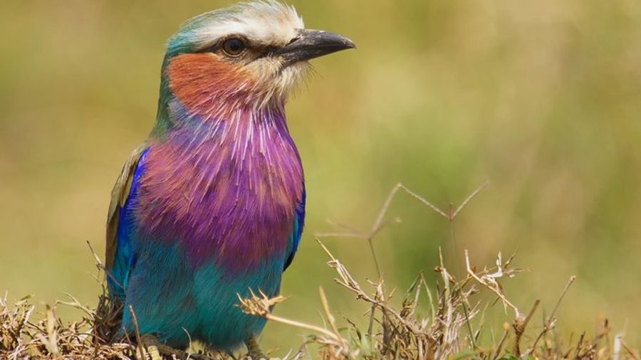 Arusha National Park Private Safari