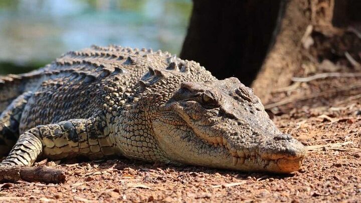 Cruise with Crocs: Adelaide River Adventure from Darwin