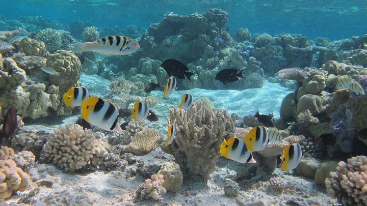 Bora Bora Lagoon Small-Group Morning Snorkel Tour