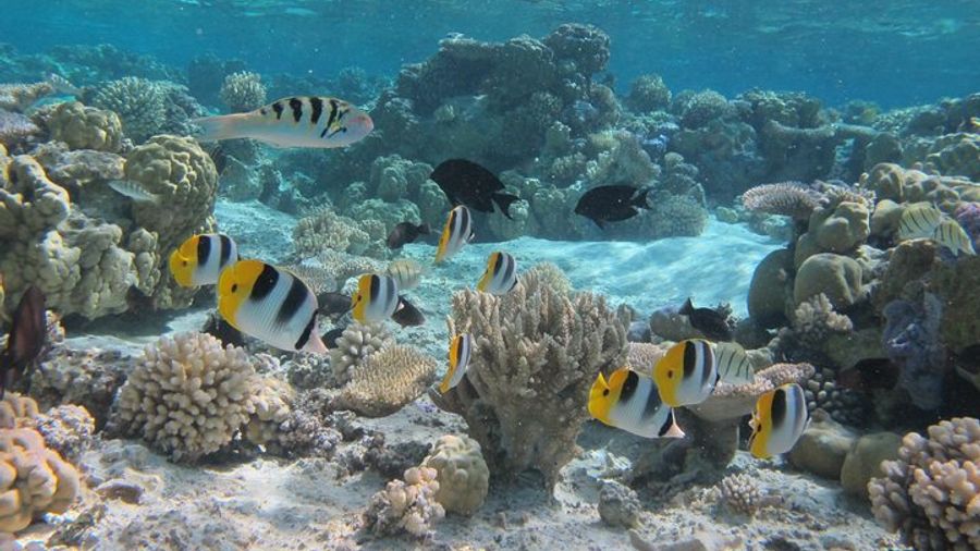 Bora Bora Lagoon Small-Group Morning Snorkel Tour