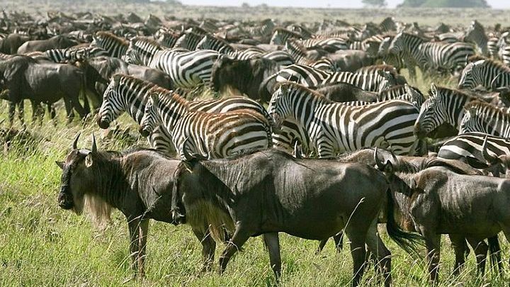 National Parks & Ngorongoro Private 4-Day Tour from Arusha