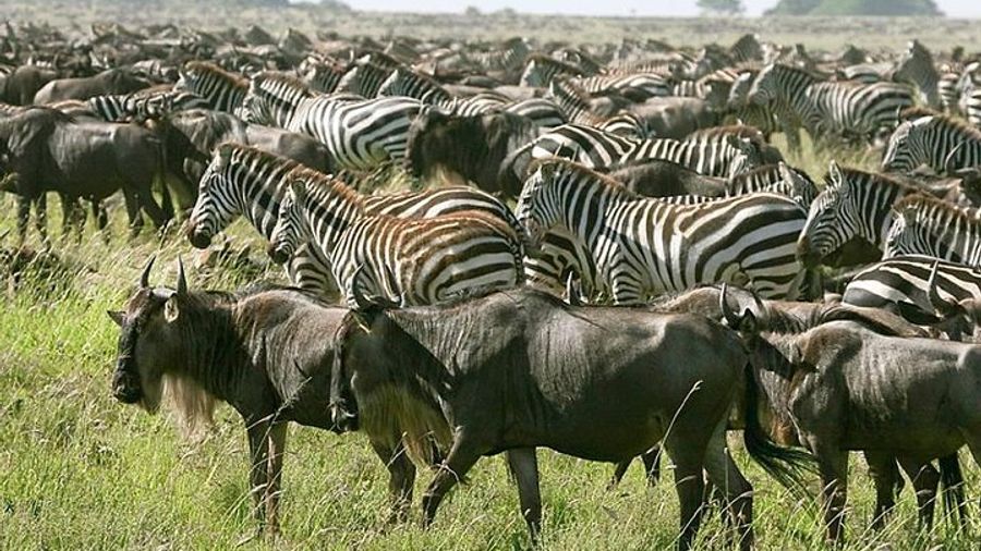 National Parks & Ngorongoro Private 4-Day Tour from Arusha