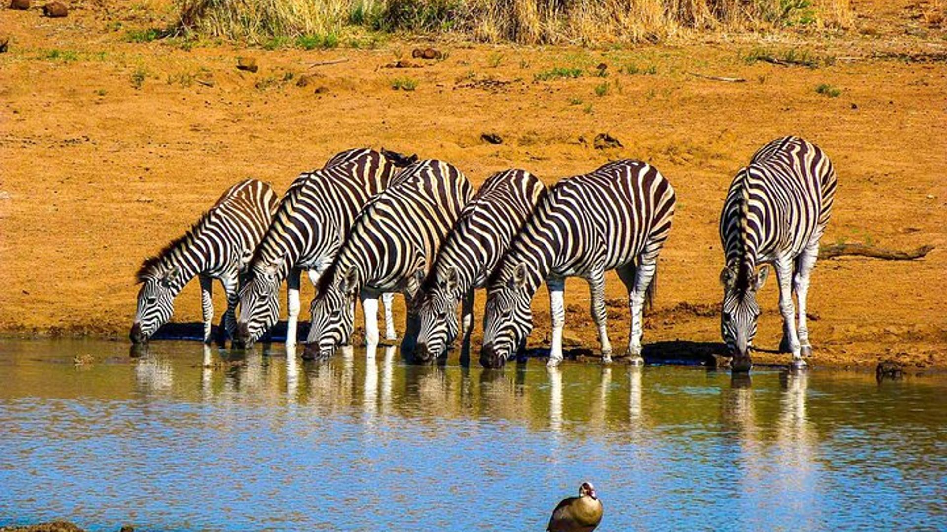Johannesburg Small-Group Pilanesberg NP Safari