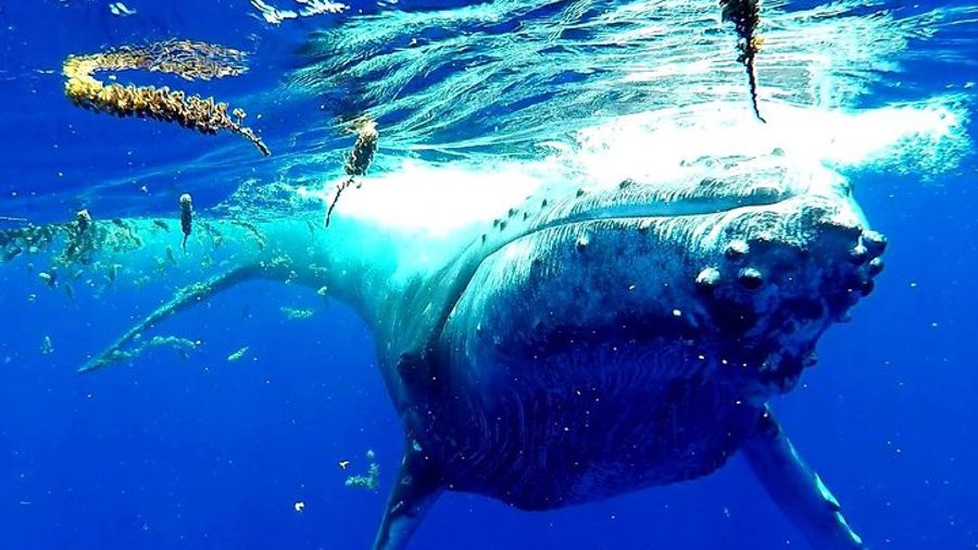 Moorea Small-Group Whale-Watching and Lagoon Snorkeling