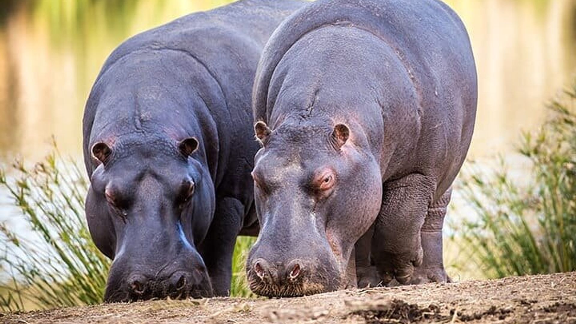 2 Day Small Group Garden Route Big 5 Safari Tour from Cape Town
