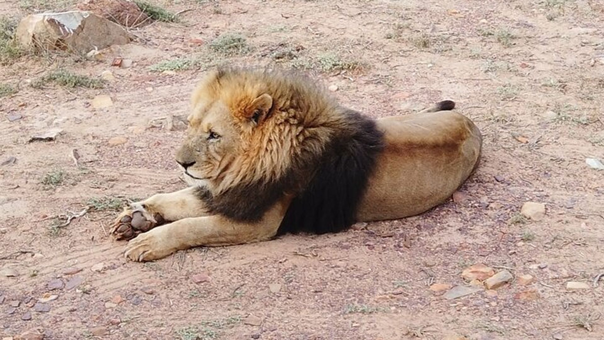 Cape Town - Wildlife Safari