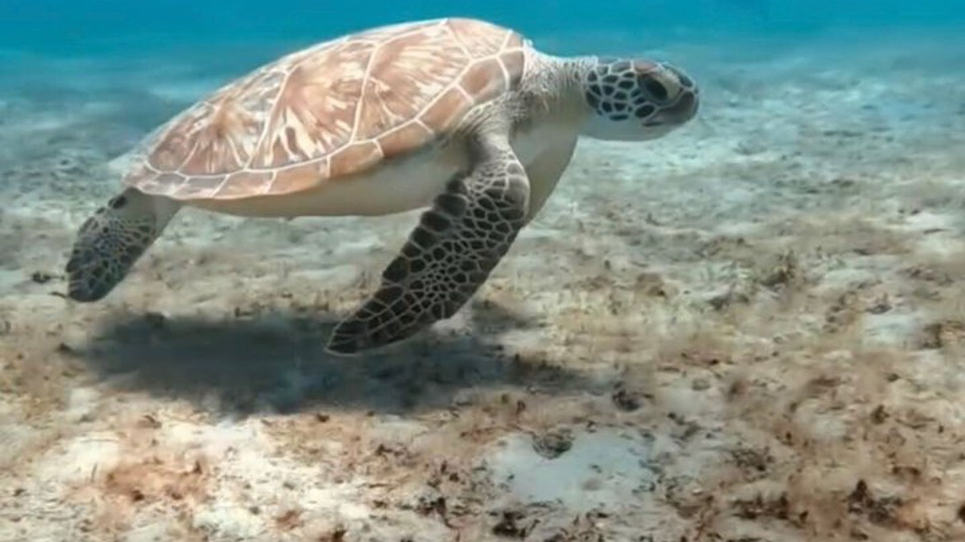 West Palm Beach: Privates geführtes Jet-Schnorchel-Erlebnis